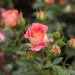 Rosa  Frenzy - żółto - czerwony  - róże rabatowe floribunda